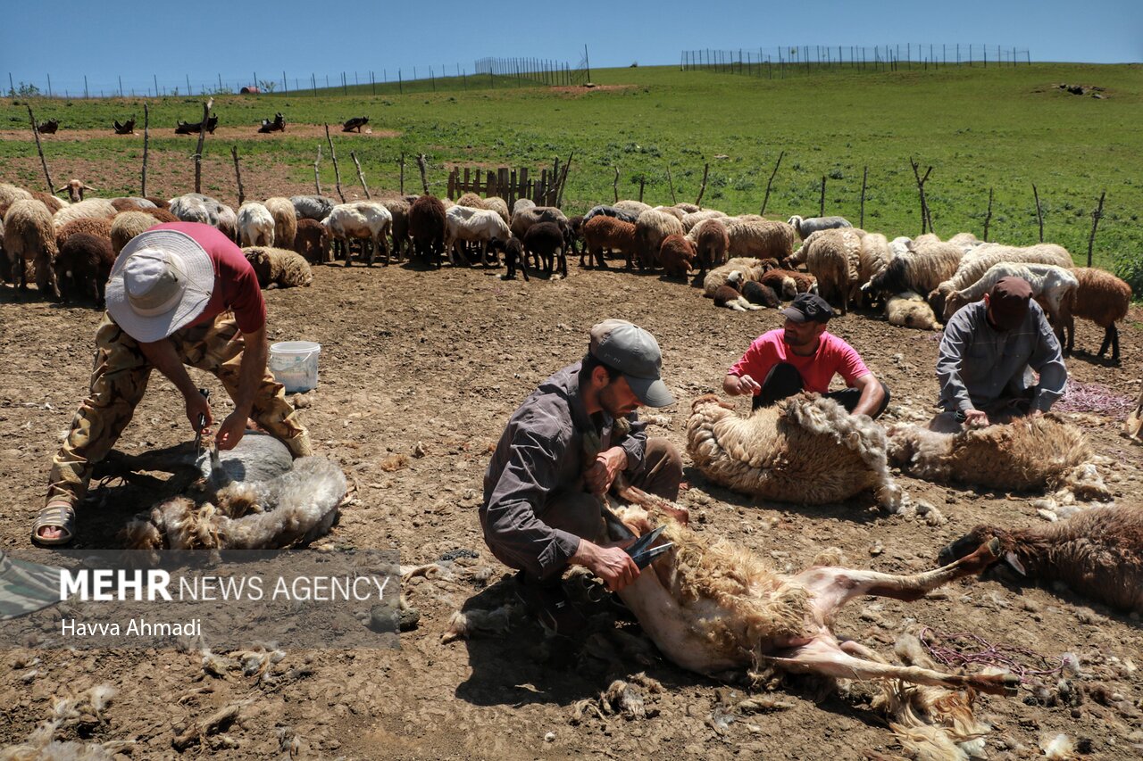 تصاویر: ورینا؛ پشم چینی گوسفندان