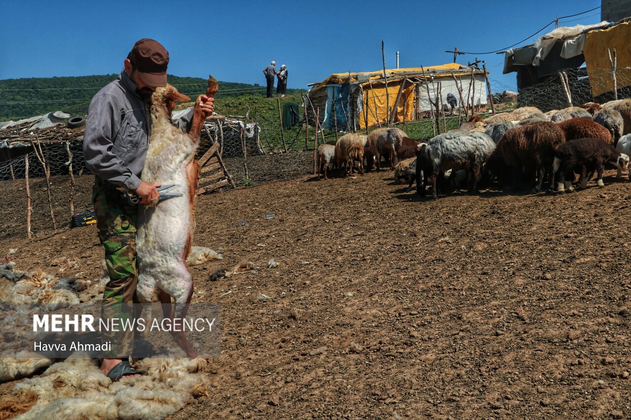 تصاویر: ورینا؛ پشم چینی گوسفندان