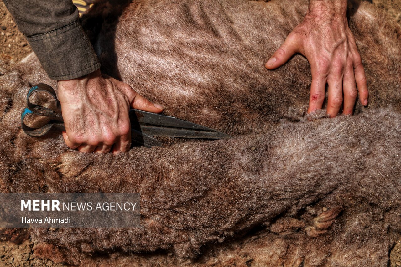 تصاویر: ورینا؛ پشم چینی گوسفندان