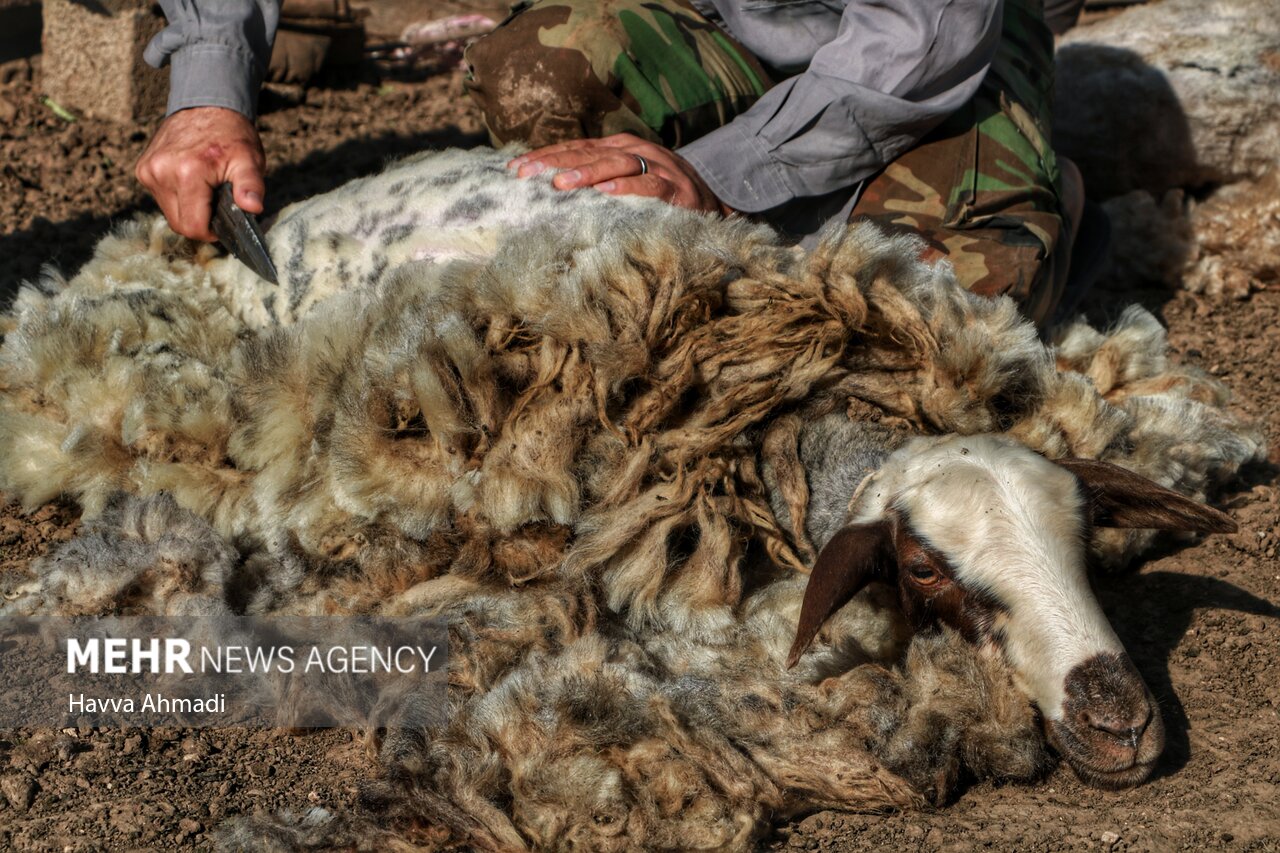 تصاویر: ورینا؛ پشم چینی گوسفندان