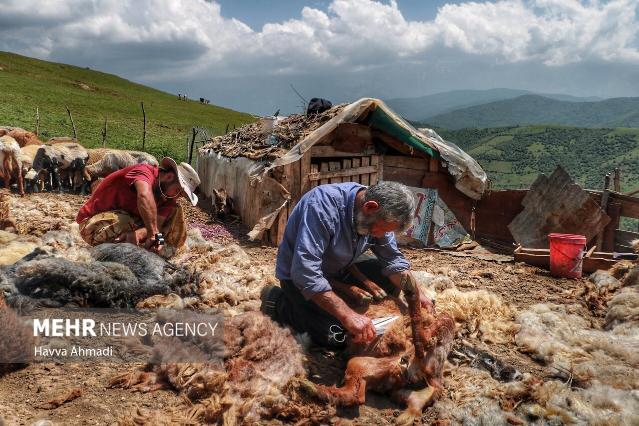 تصاویر: ورینا؛ پشم چینی گوسفندان