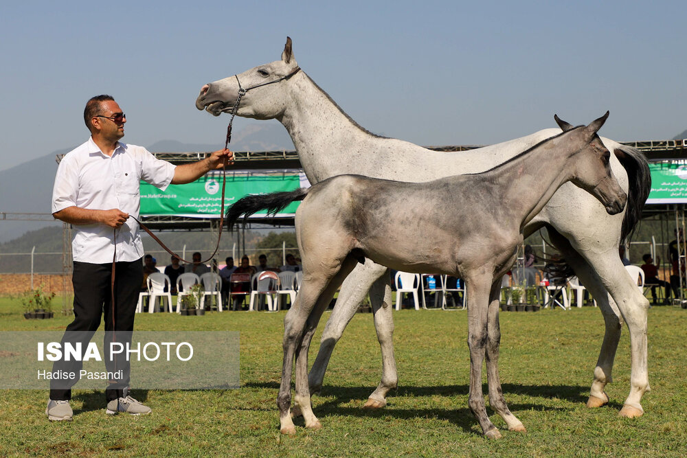 تصاویر: چهارمین جشنواره ملی زیبایی اسب اصیل ترکمن