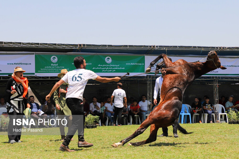 تصاویر: چهارمین جشنواره ملی زیبایی اسب اصیل ترکمن