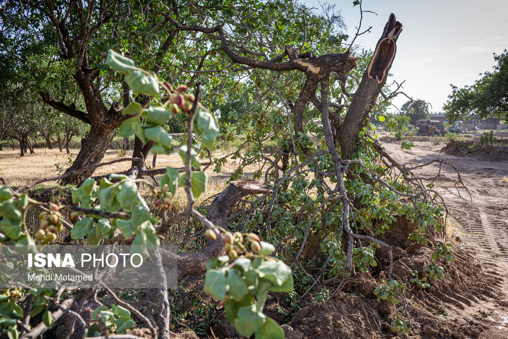 تصاویر: تخریب قسمتی از باغستان سنتی قزوین