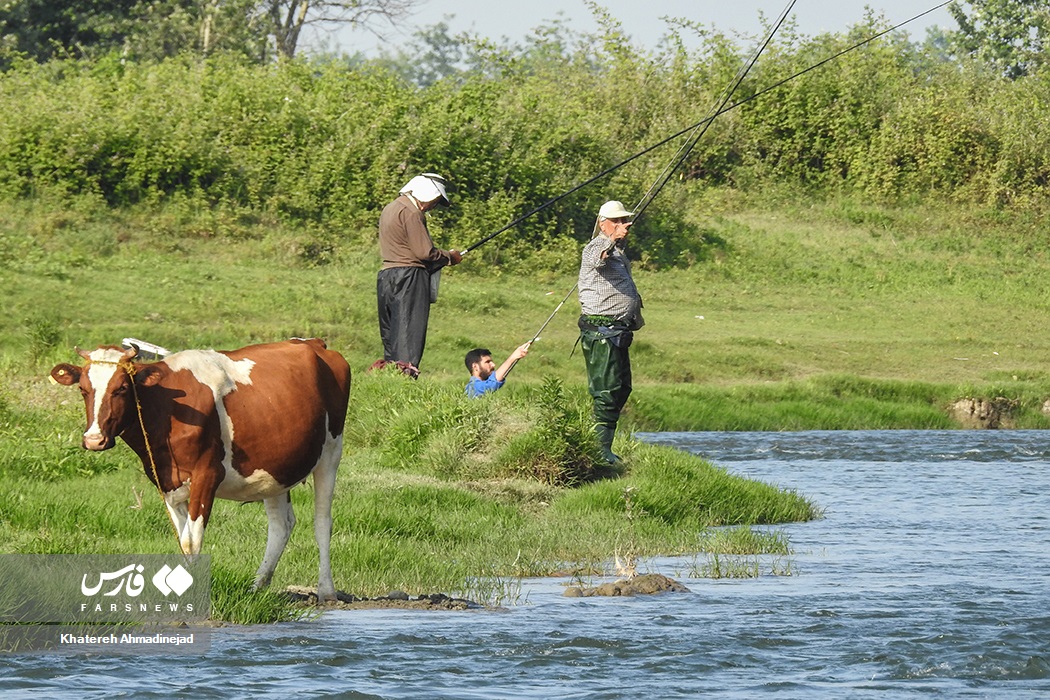 تصاویر: آرام&zwnj; بخش&zwnj;ترین تفریح &laquo;گیلانی&zwnj;ها&raquo;