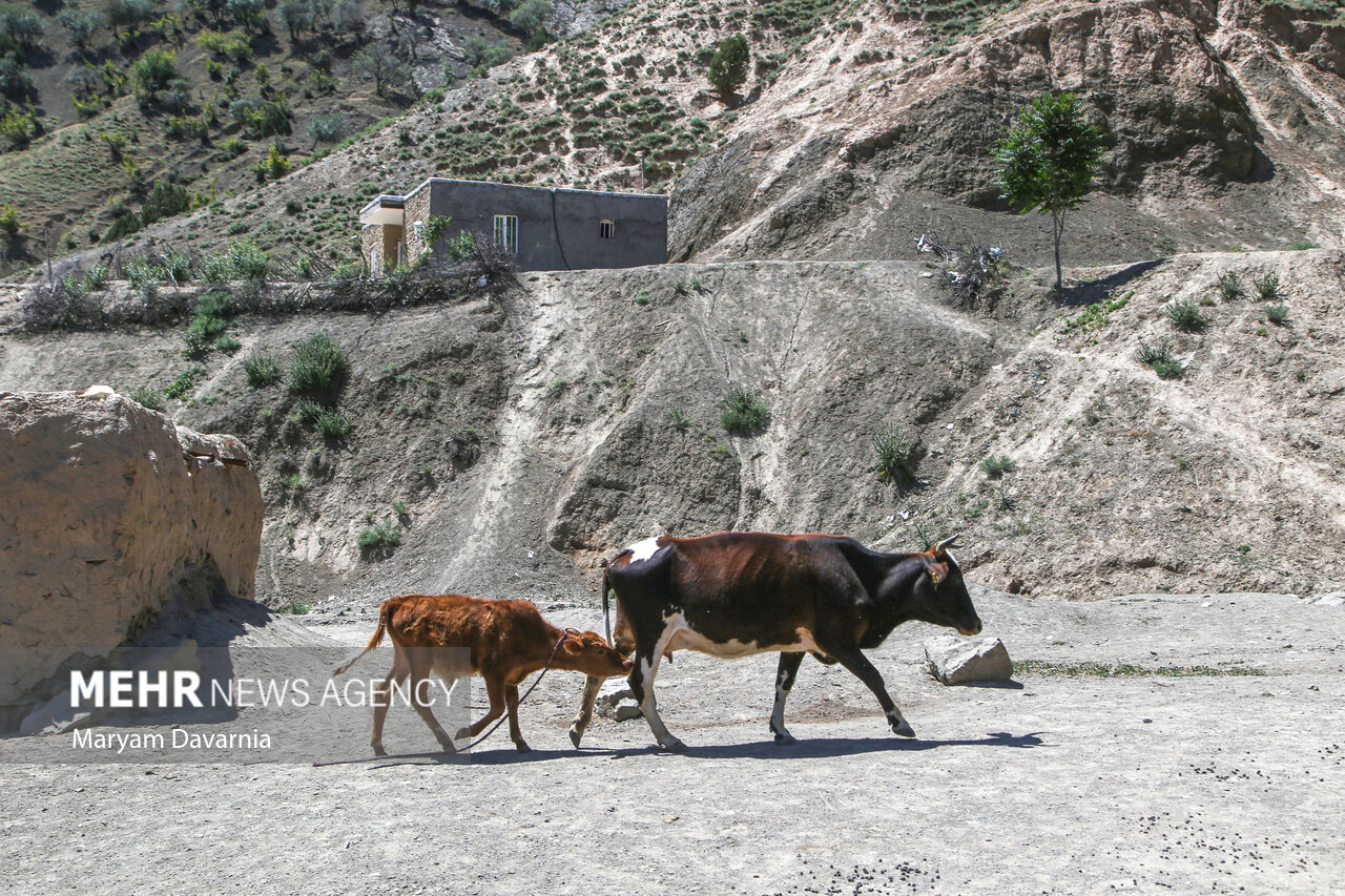 تصاویر: زندگی اهالی شیرین سو، شیرین نیست