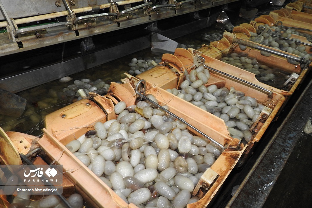 تصاویر: از &laquo;پیله تا نخ ابریشم&raquo; در گیلان