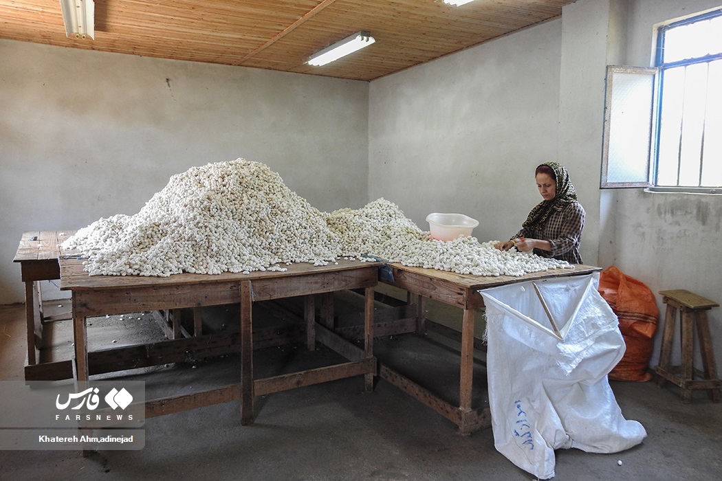 تصاویر: از &laquo;پیله تا نخ ابریشم&raquo; در گیلان