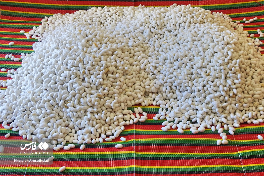 تصاویر: از &laquo;پیله تا نخ ابریشم&raquo; در گیلان