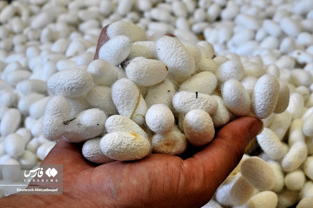 تصاویر: از &laquo;پیله تا نخ ابریشم&raquo; در گیلان