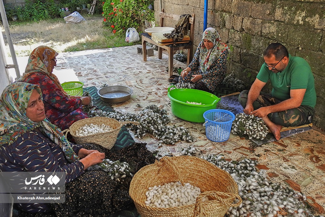 تصاویر: از &laquo;پیله تا نخ ابریشم&raquo; در گیلان
