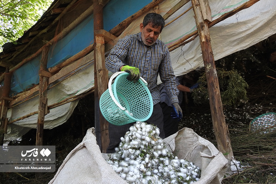 تصاویر: از &laquo;پیله تا نخ ابریشم&raquo; در گیلان