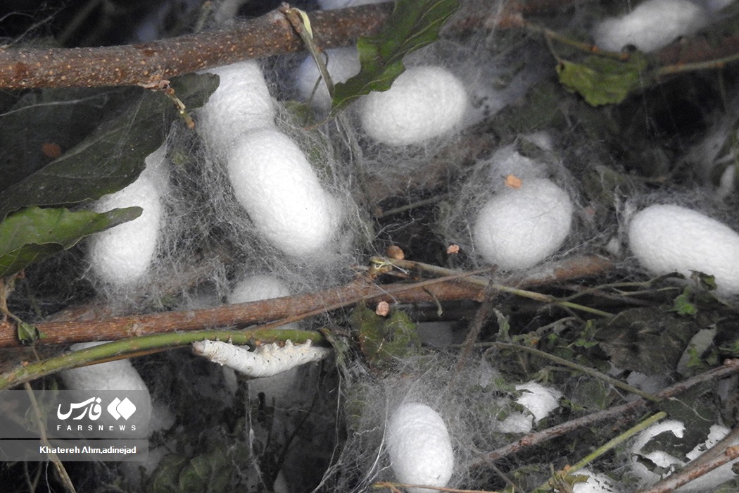 تصاویر: از &laquo;پیله تا نخ ابریشم&raquo; در گیلان