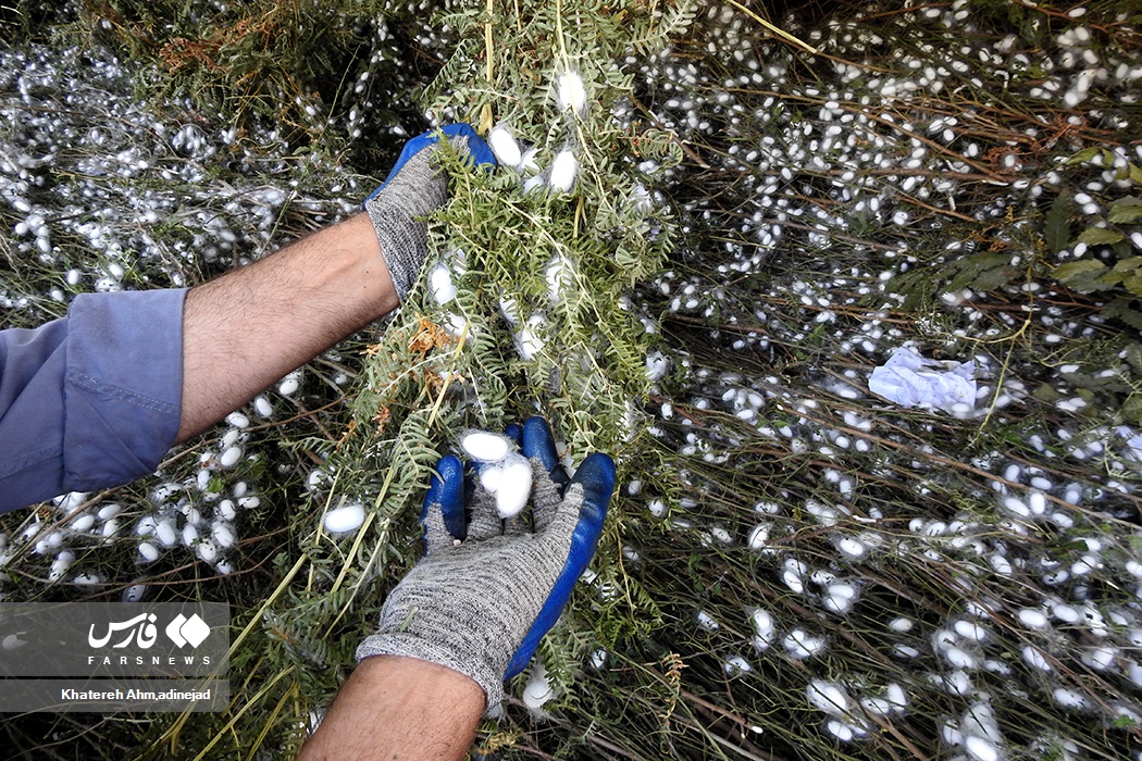 تصاویر: از &laquo;پیله تا نخ ابریشم&raquo; در گیلان