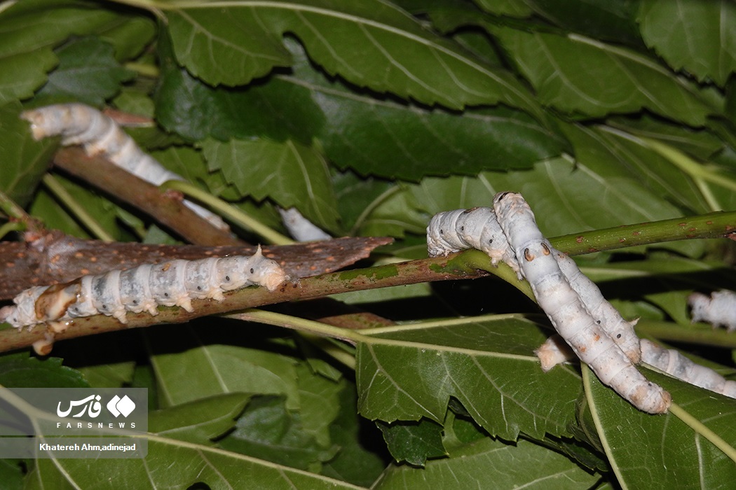 تصاویر: از &laquo;پیله تا نخ ابریشم&raquo; در گیلان