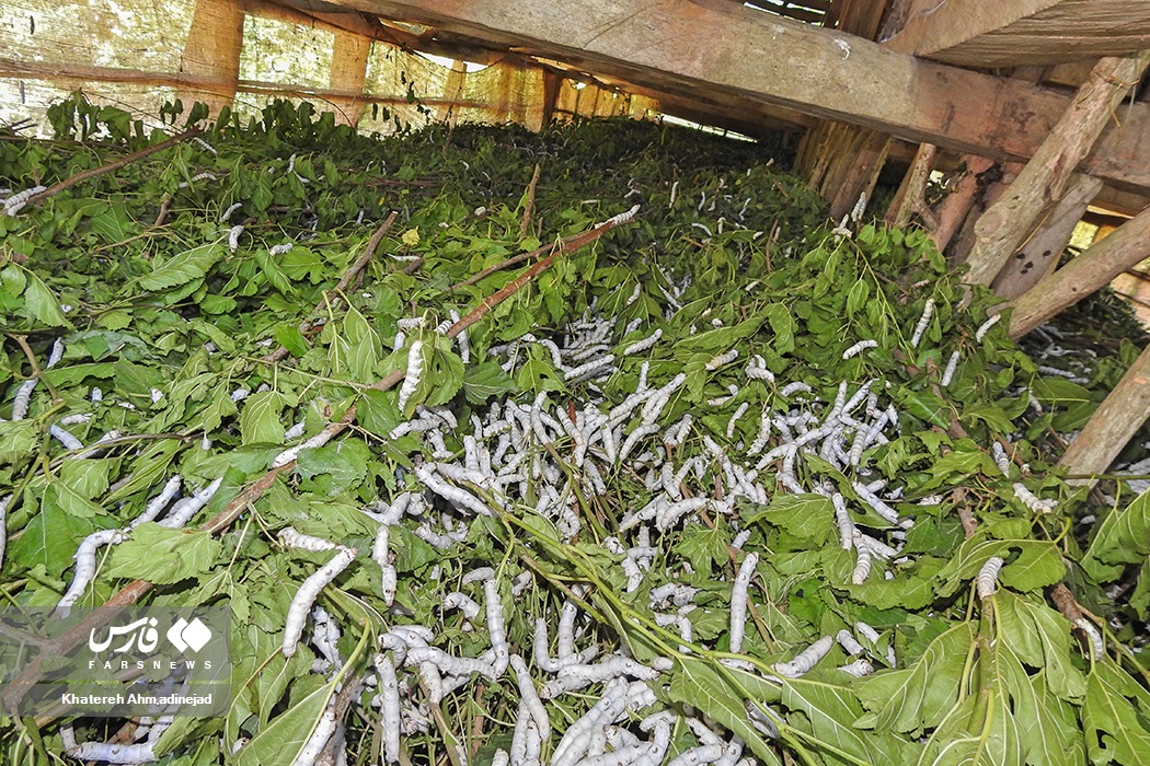 تصاویر: از &laquo;پیله تا نخ ابریشم&raquo; در گیلان