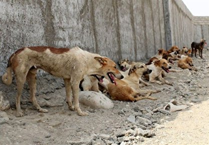 حمله دوباره سگ‌های ولگرد به کوکی در دامشهر قم / کودک 6 ساله جان باخت