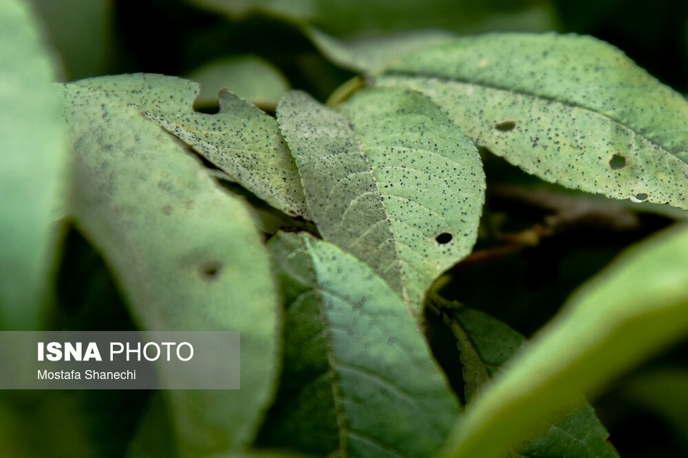 تصاویر: زیر خاکستر &laquo;مازوت&raquo;