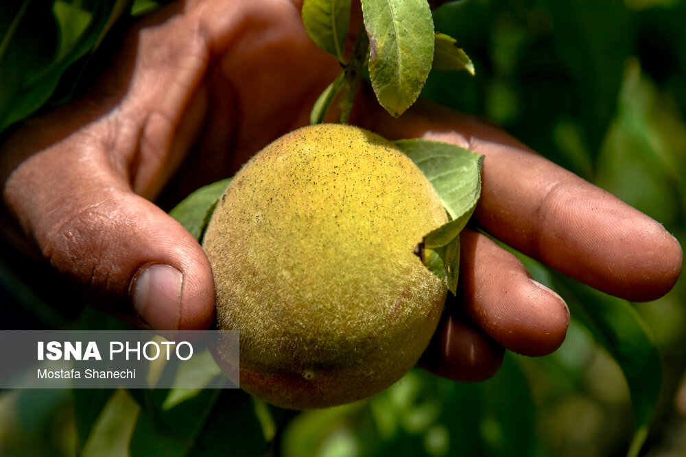 تصاویر: زیر خاکستر &laquo;مازوت&raquo;