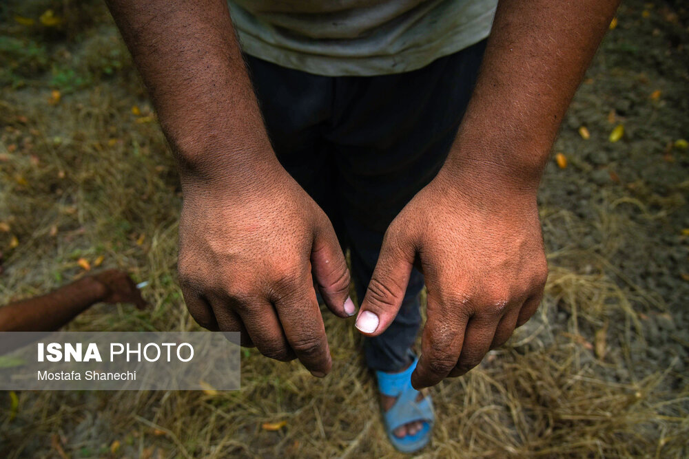 تصاویر: زیر خاکستر &laquo;مازوت&raquo;