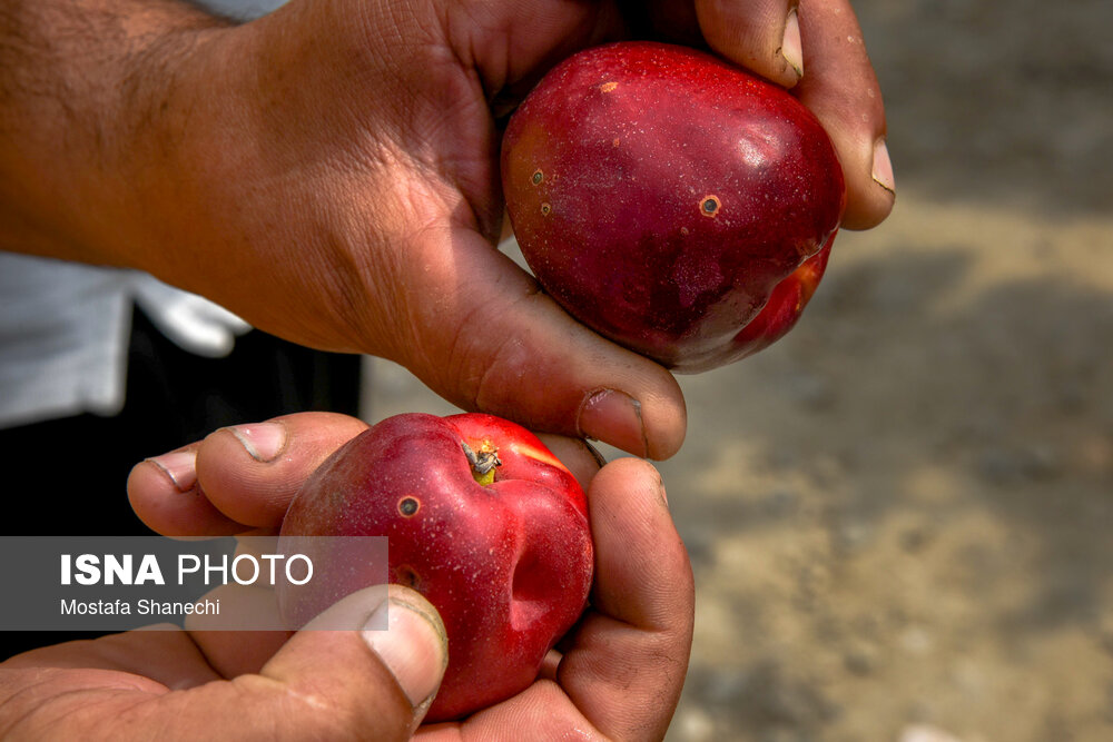 تصاویر: زیر خاکستر &laquo;مازوت&raquo;