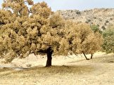 استاندار: از هر 10 درخت جنگل‌های بلوط کهگیلویه و بویراحمد 8 درخت به علت آفت پروانه جوانه خوار خشک می‌شود / منابع طبیعی: اعتبار 20 میلیارد تومانی وعده داده شده برای مبارزه با این آفت تخصیص داده نشده