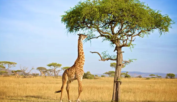 ۲۰ واقعیت جالب، بامزه و باورنکردنی برای ذهن های کنجکاو که آموزنده نیز هستند ۲۰ واقعیت جالب، بامزه و باورنکردنی برای ذهن های کنجکاو که آموزنده نیز هستند