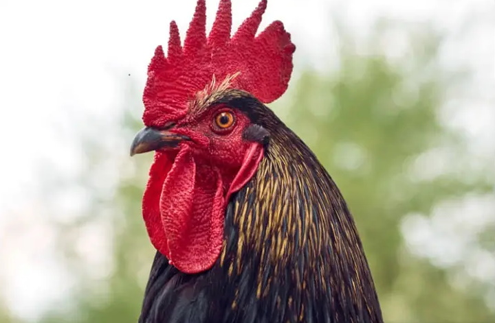 ۲۰ واقعیت جالب، بامزه و باورنکردنی برای ذهن های کنجکاو که آموزنده نیز هستند ۲۰ واقعیت جالب، بامزه و باورنکردنی برای ذهن های کنجکاو که آموزنده نیز هستند