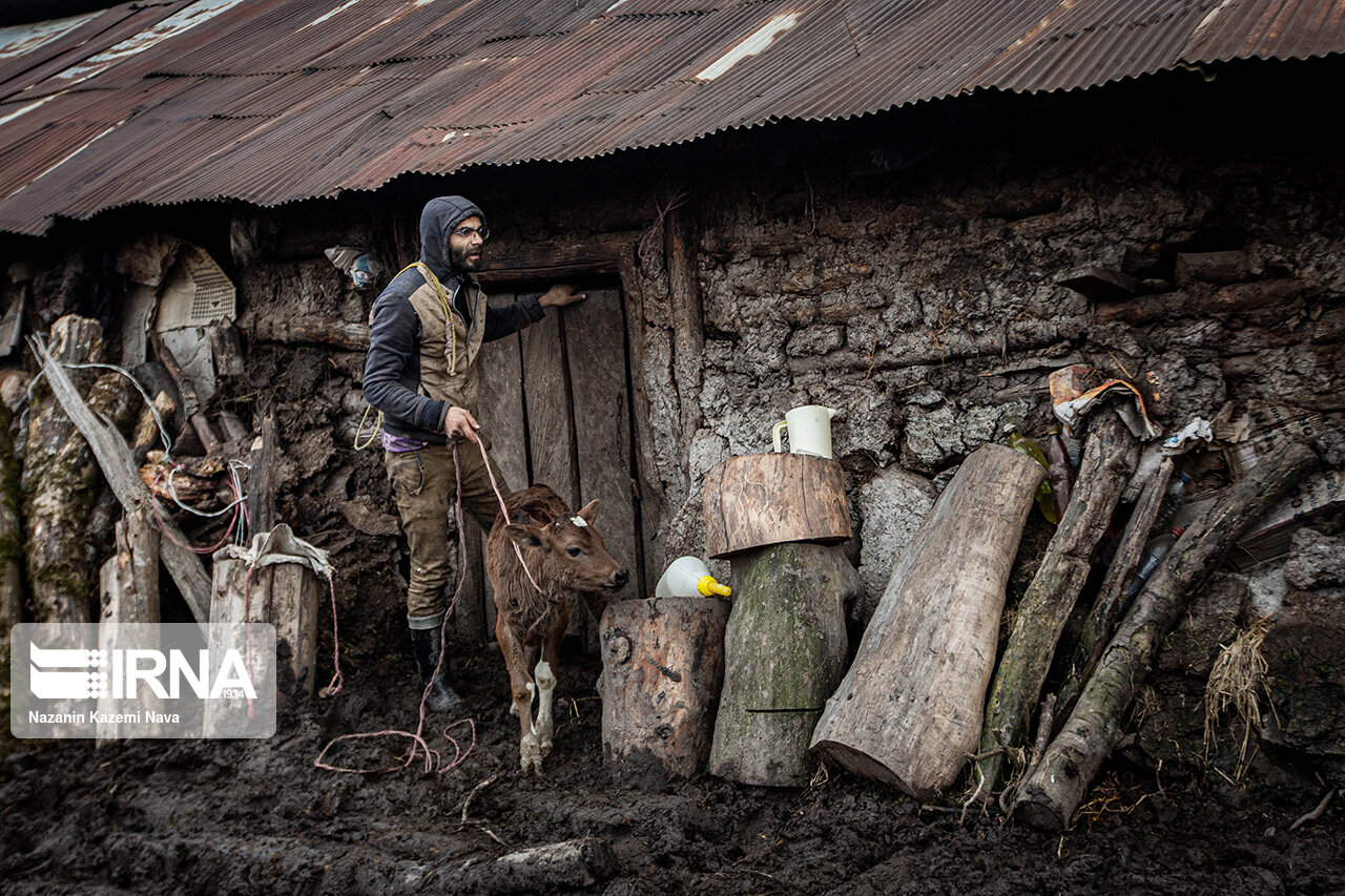 تصاویر: گالِش