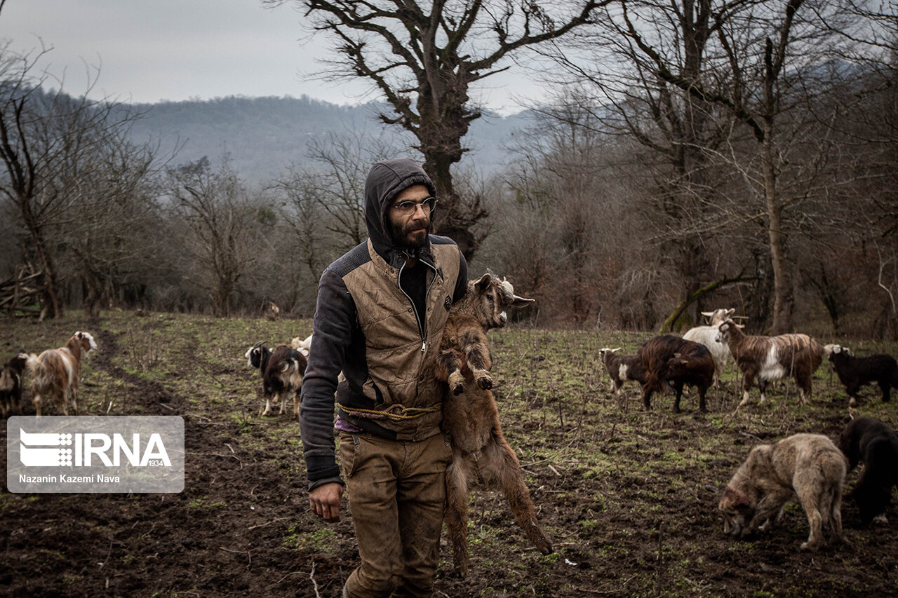 تصاویر: گالِش