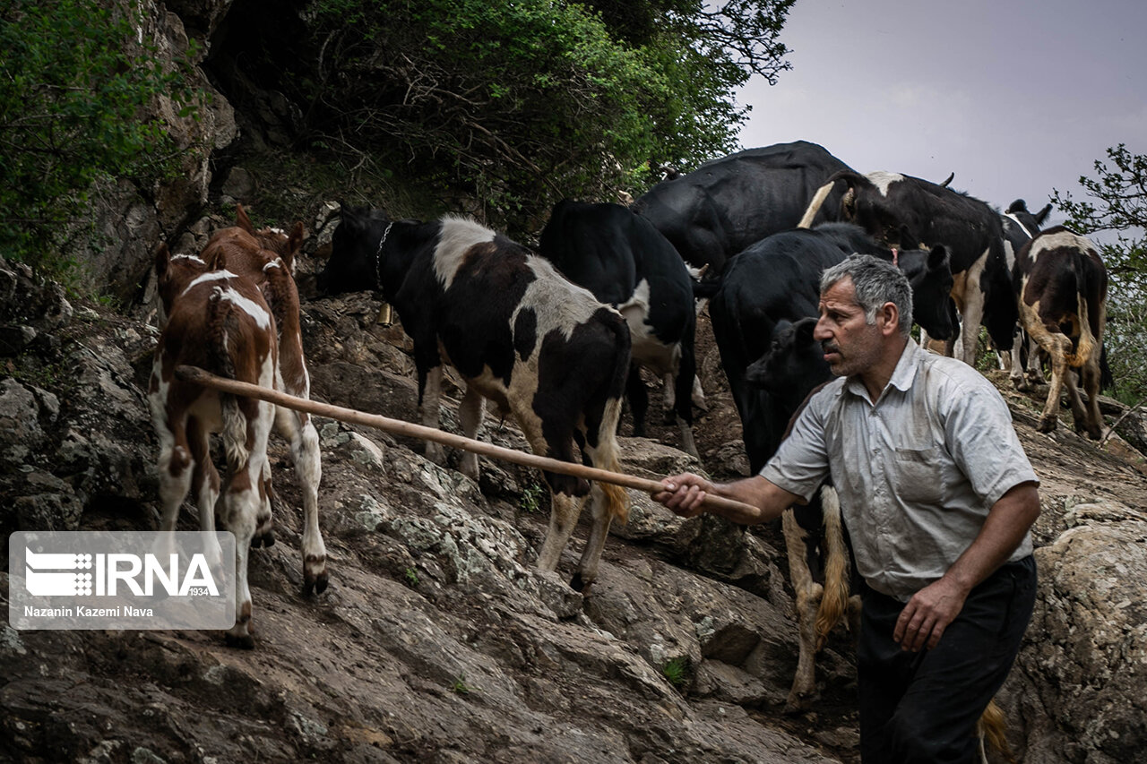 تصاویر: گالِش