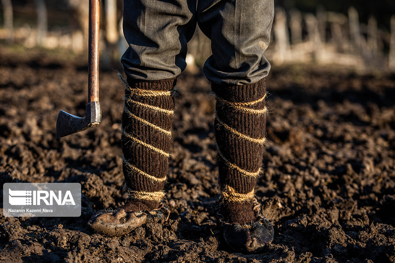 تصاویر: گالِش