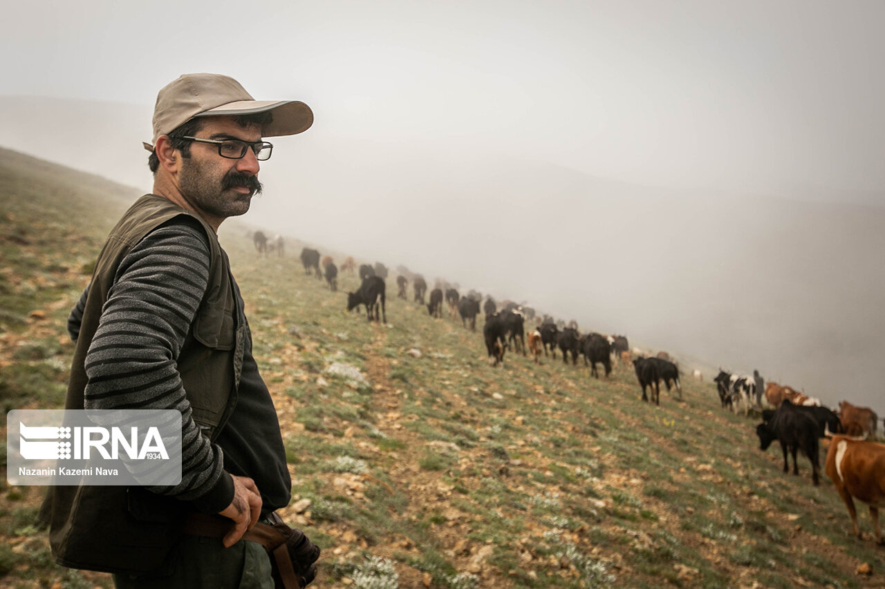 تصاویر: گالِش