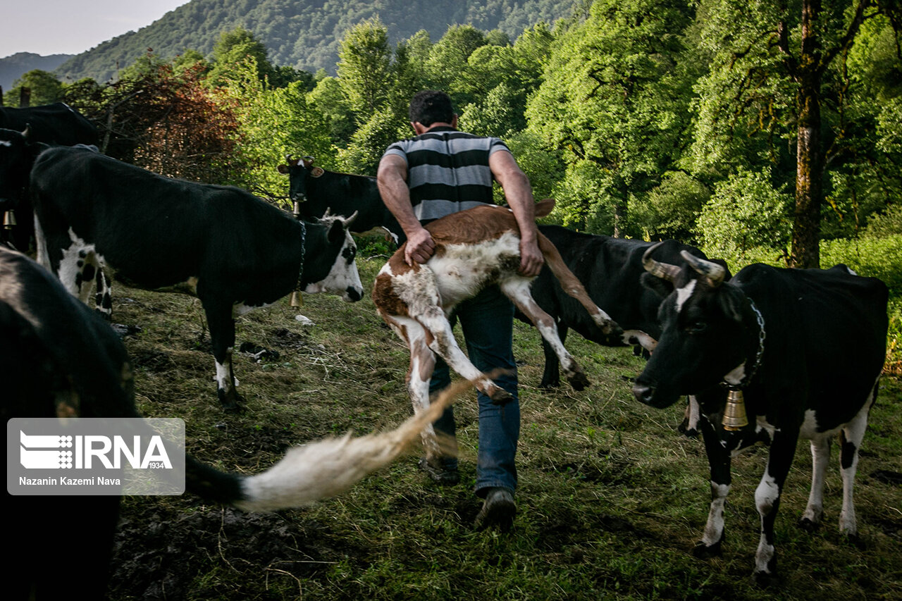 تصاویر: گالِش