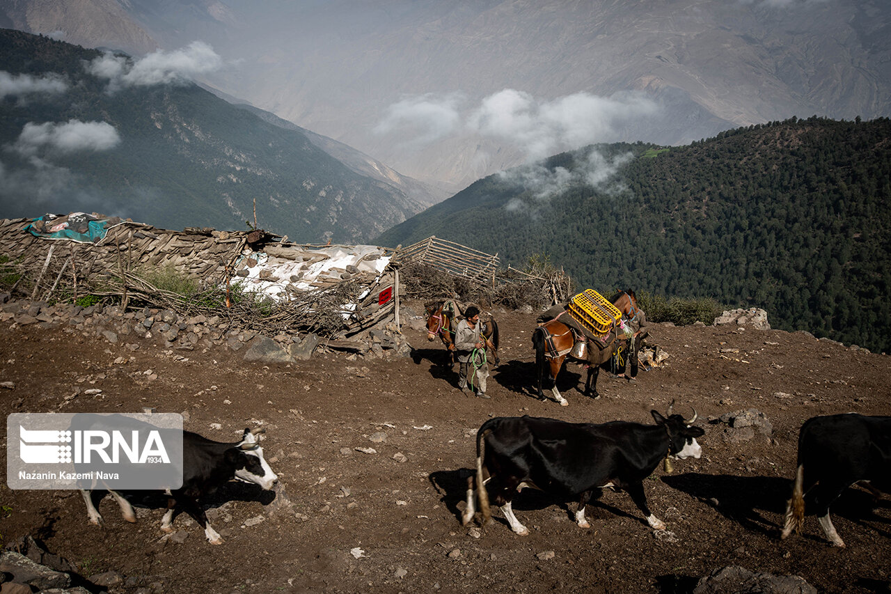 تصاویر: گالِش