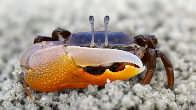 ساخت یک سیستم بینایی منحصربهفرد با الهام از چشم خرچنگ ساخت یک سیستم بینایی منحصربهفرد با الهام از چشم خرچنگ