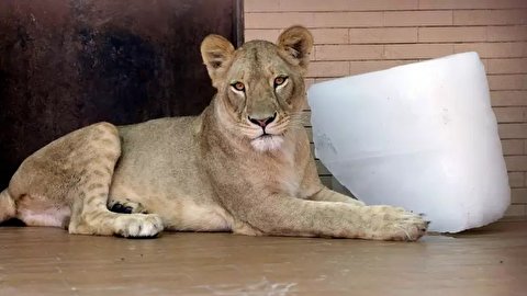 حراج شیرها در باغ وحشی در پاکستان؛ قیمت پایه: حدود ۷۰۰ دلار آمریکا