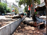 عضو شورای شهر تهران: قطع درختان در یکی از مراکز علمی کشور مجددا تکرار شده / ادعا کرده اند که درختان خشک بودند، اما در تصاویر هیچ نشانی از خشک بودن درختان دیده نشد / این مرکز قبلا ۱۱ درخت را قطع کرده و جریمه شده، اما یک ریال پرداخت نکرده