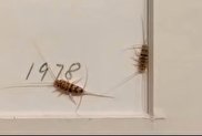 ویدیو / هجوم حشرات به موزه هنرهای معاصر