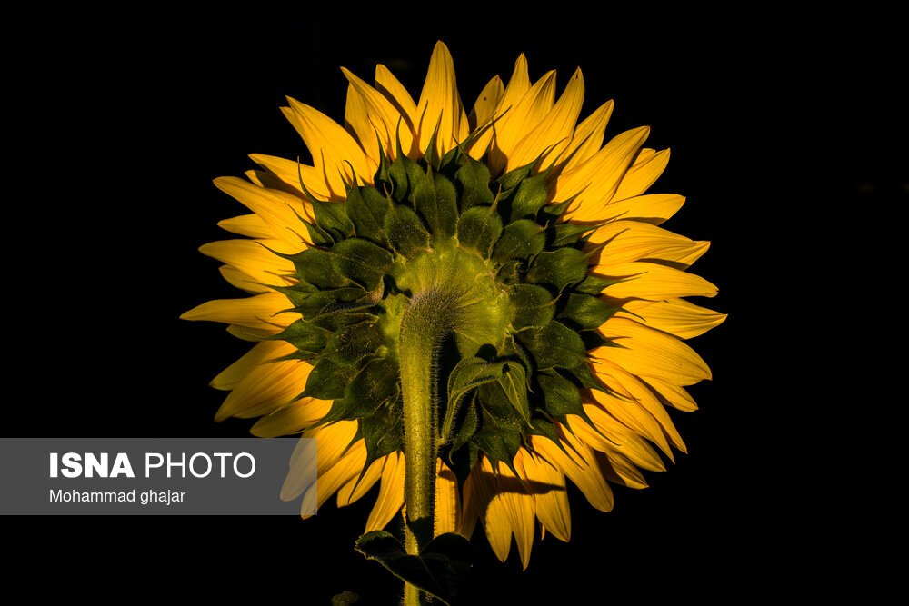 تصاویر: گلیداغ دشت گل‌های آفتابگردان