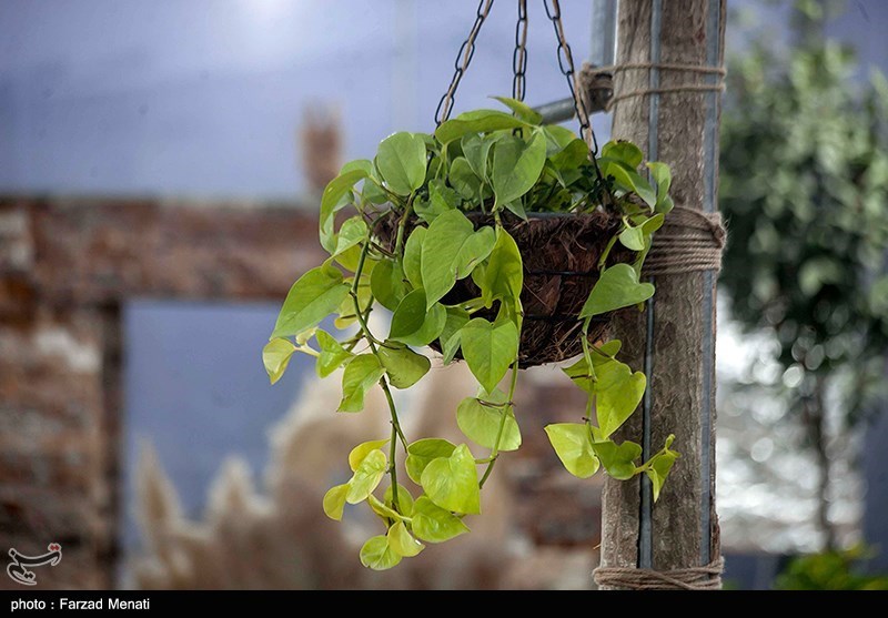 تصاویر: نمایشگاه گل و گیاه در کرمانشاه