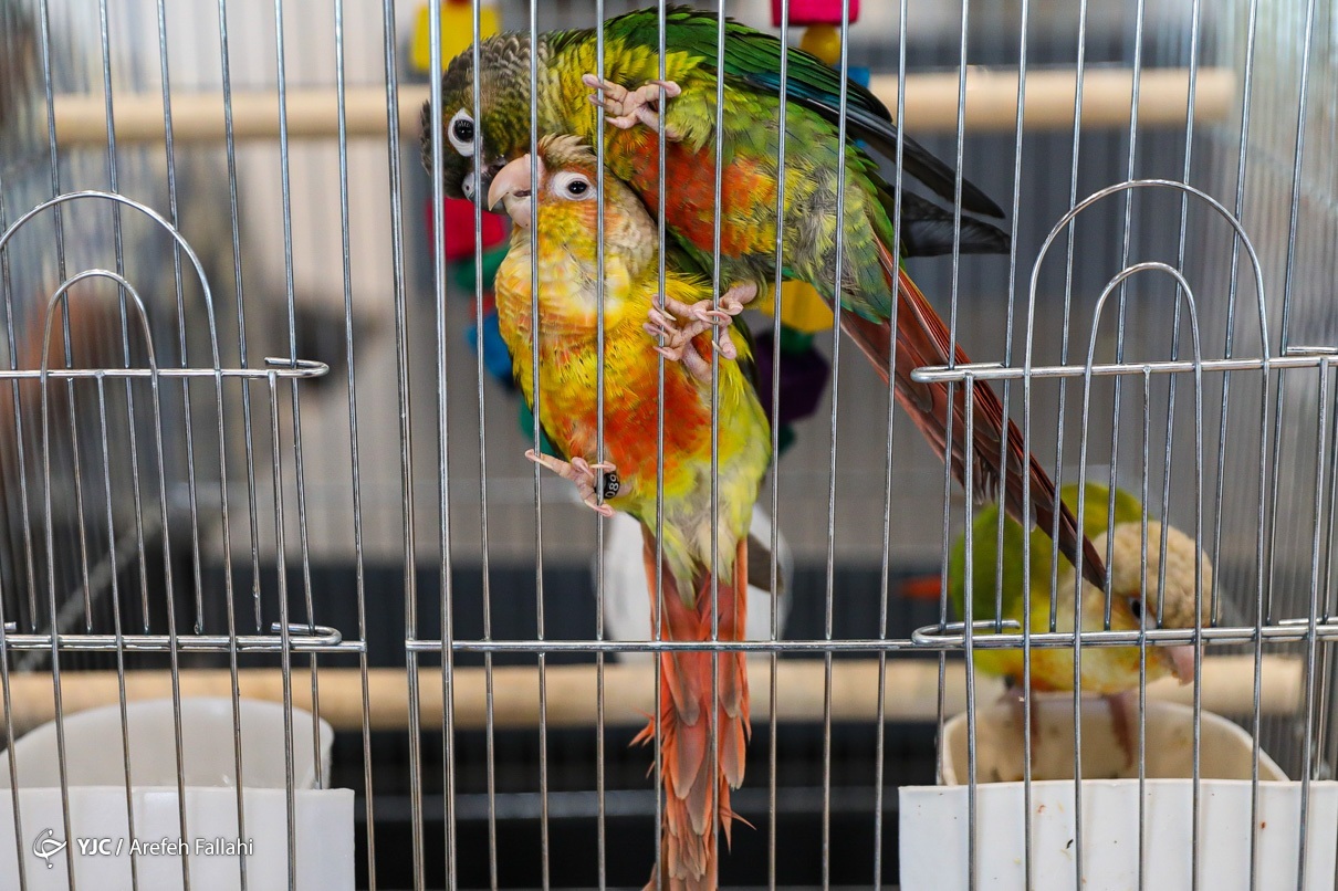 تصاویر: نمایشگاه پرندگان زینتی - برج میلاد