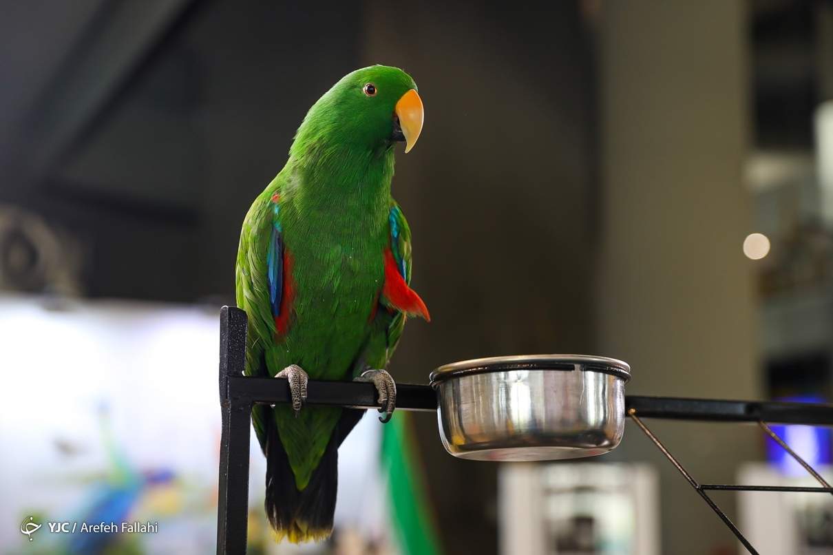 تصاویر: نمایشگاه پرندگان زینتی - برج میلاد