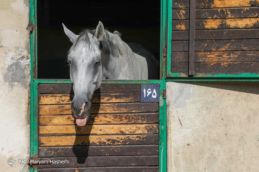 تصاویر: مسابقات پرش با اسب قهرمانی استان تهران