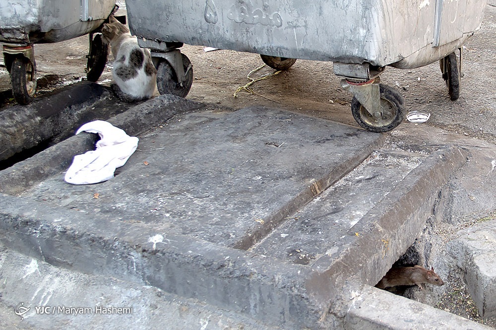 تصاویر: معضل بزرگ موش&zwnj;های خیابانی در تهران