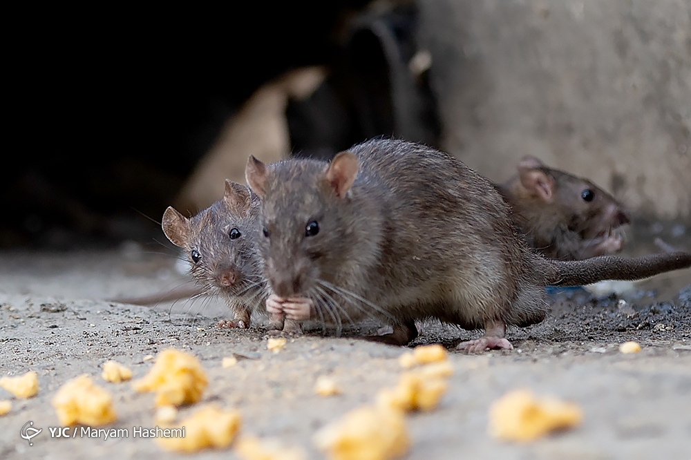 تصاویر: معضل بزرگ موش&zwnj;های خیابانی در تهران