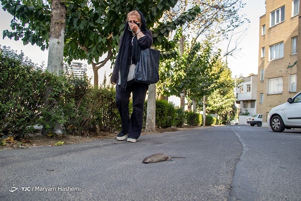 تصاویر: معضل بزرگ موش&zwnj;های خیابانی در تهران