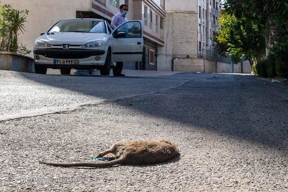 تصاویر: معضل بزرگ موش&zwnj;های خیابانی در تهران