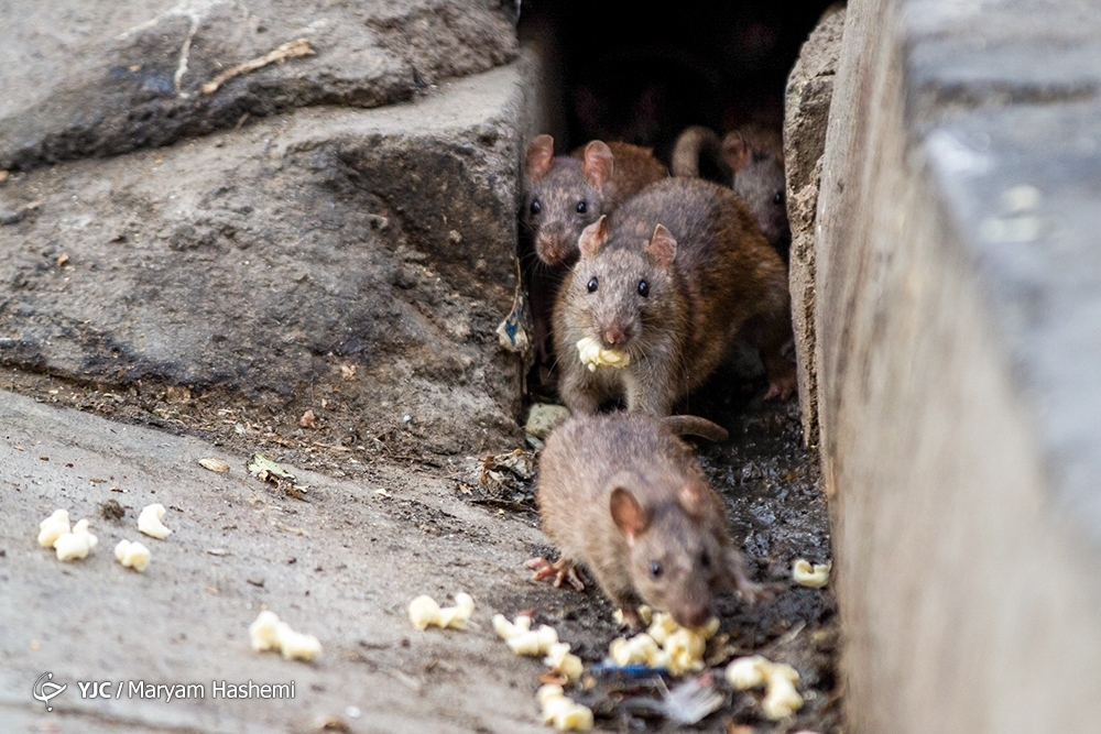 تصاویر: معضل بزرگ موش&zwnj;های خیابانی در تهران
