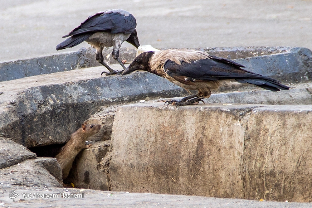 تصاویر: معضل بزرگ موش&zwnj;های خیابانی در تهران